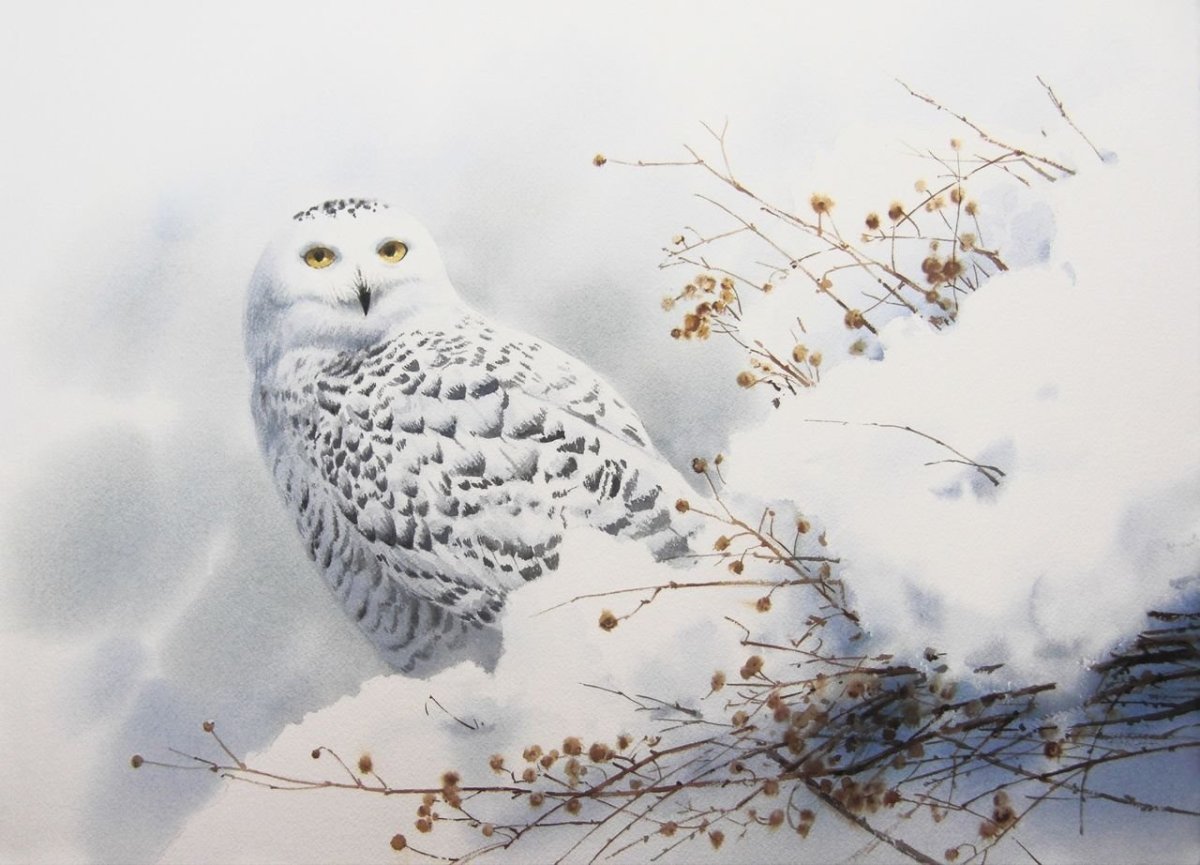 Картина белая Сова