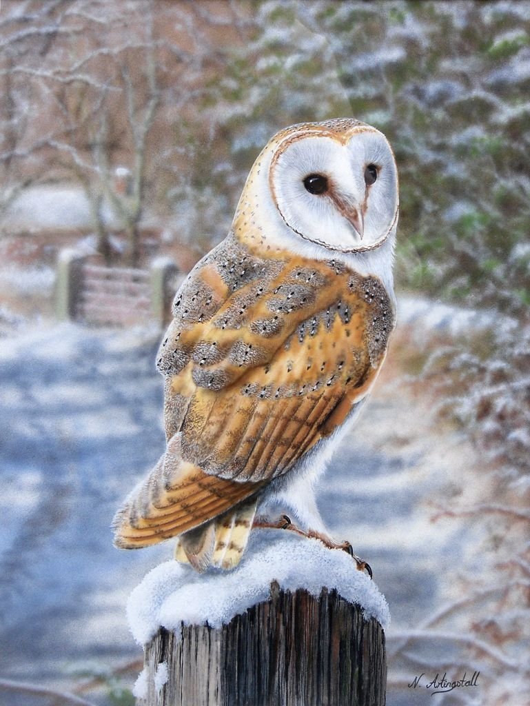 Сова сипуха в живописи