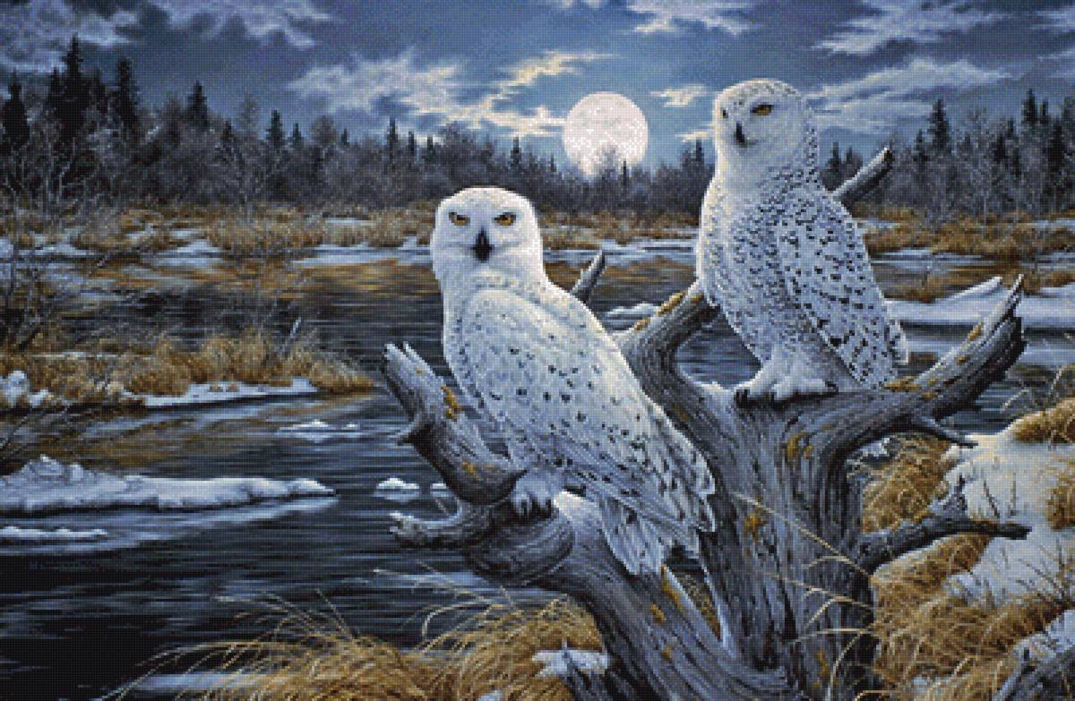 Cobble Hill Сова