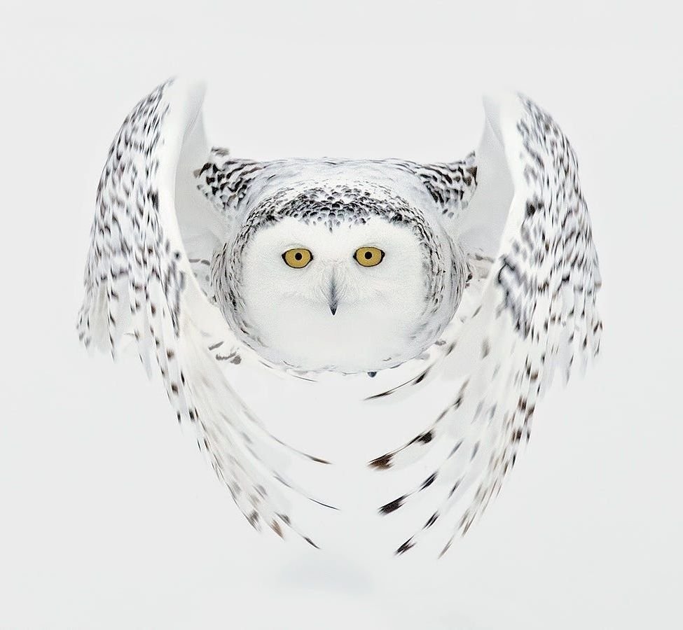 Тотем Полярная Сова