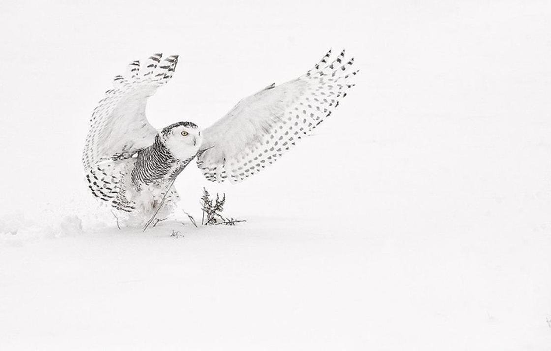 Совы Полярные