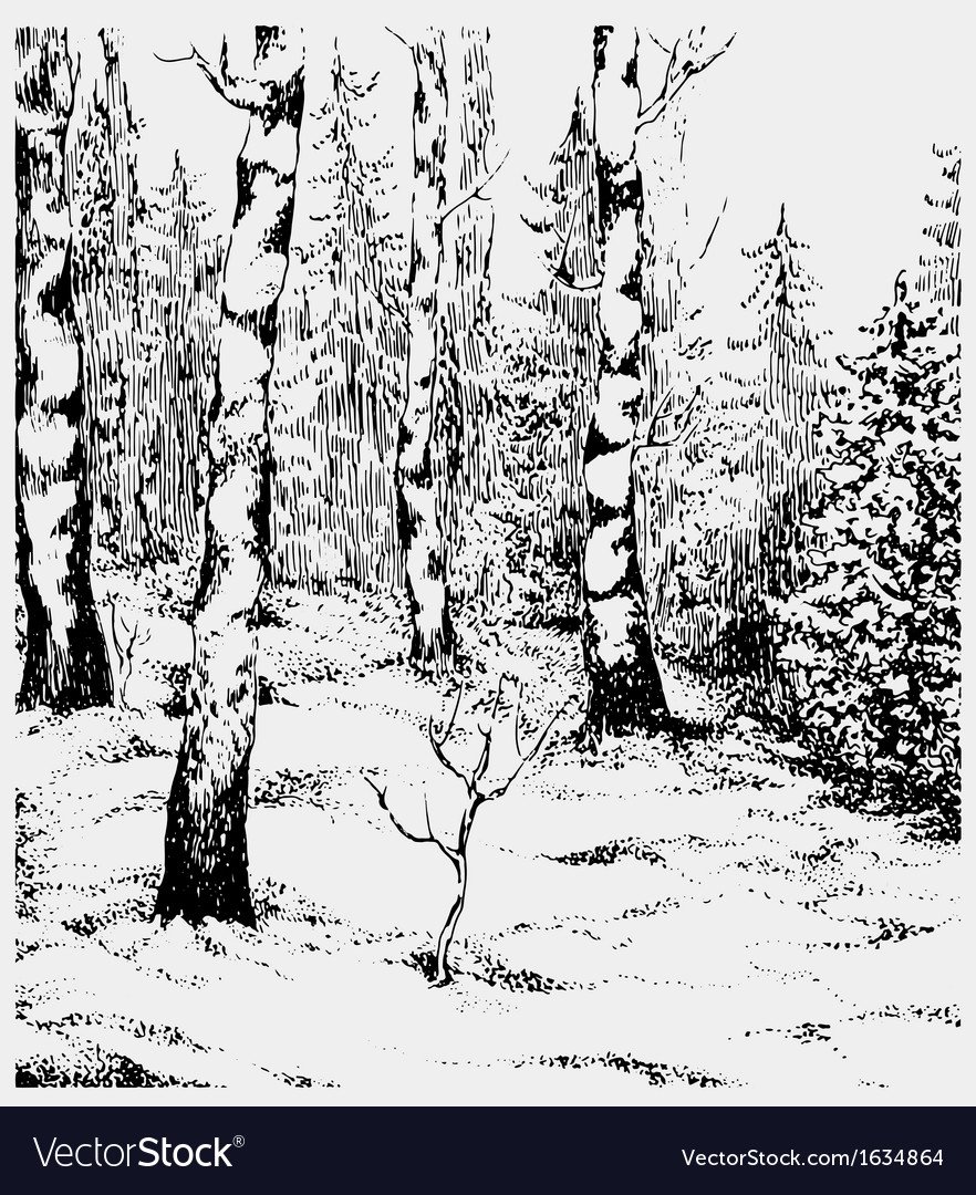 Береза тушью