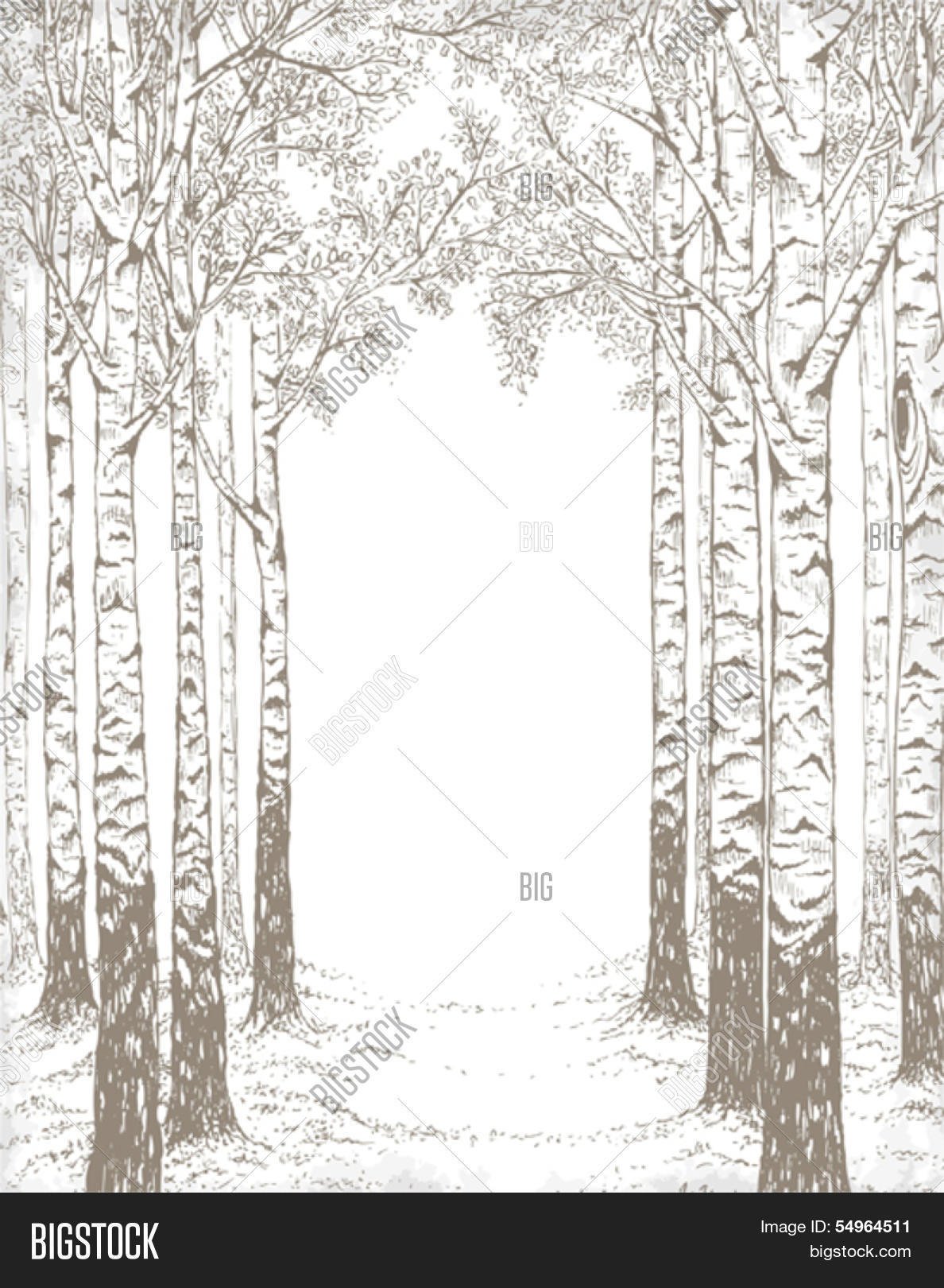 Иллюстрация к березовой роще для раскрашивания