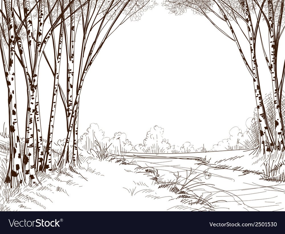 Березы графичные