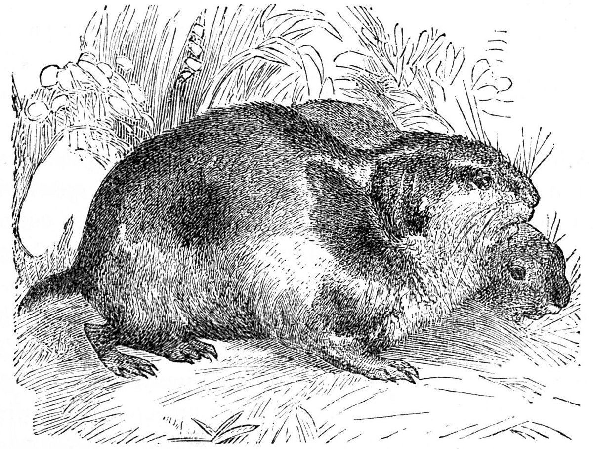 Крыса раскраска