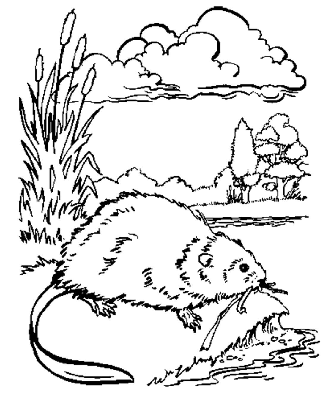 Ондатра раскраска для детей