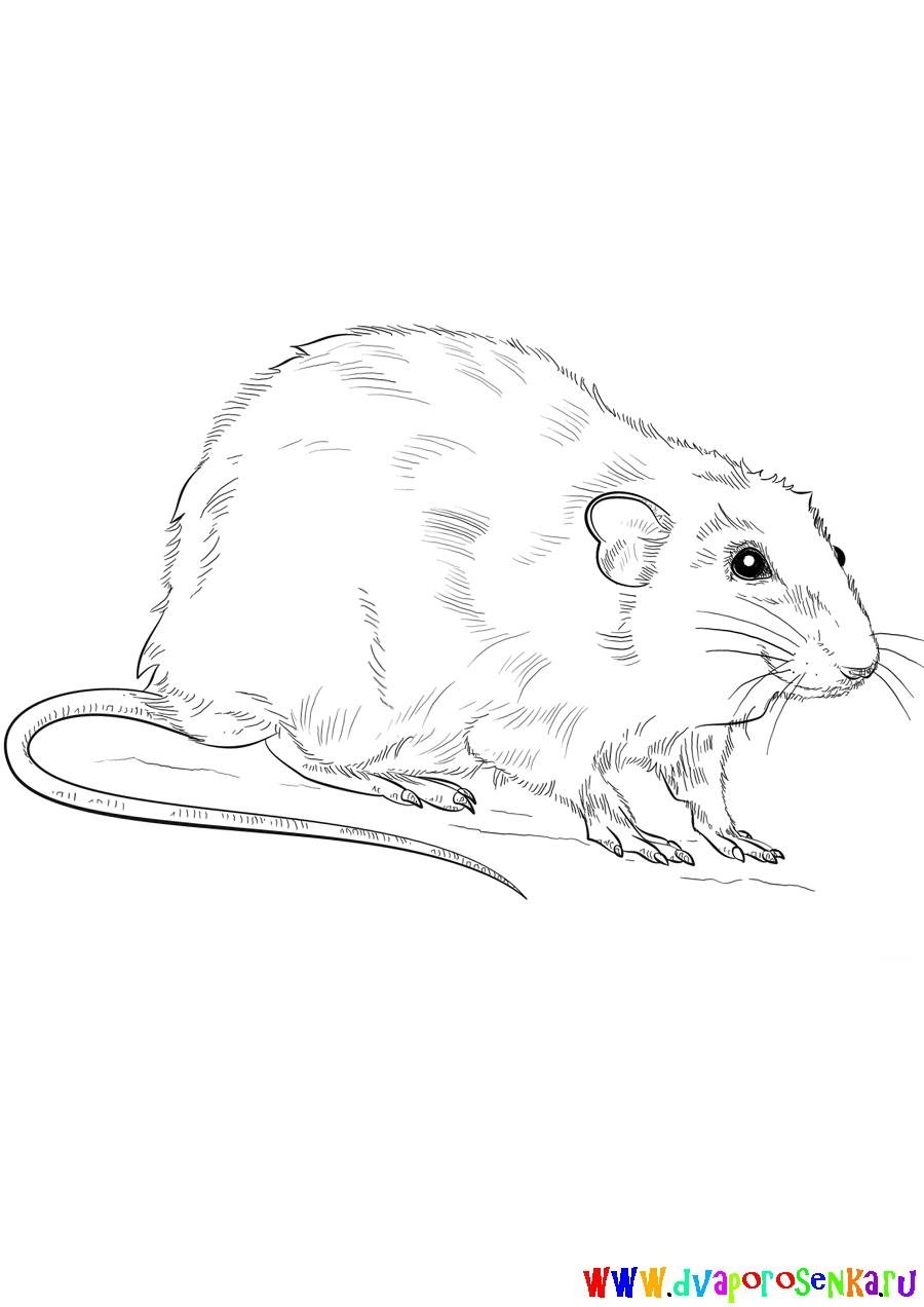 Бобр раскраска для детей