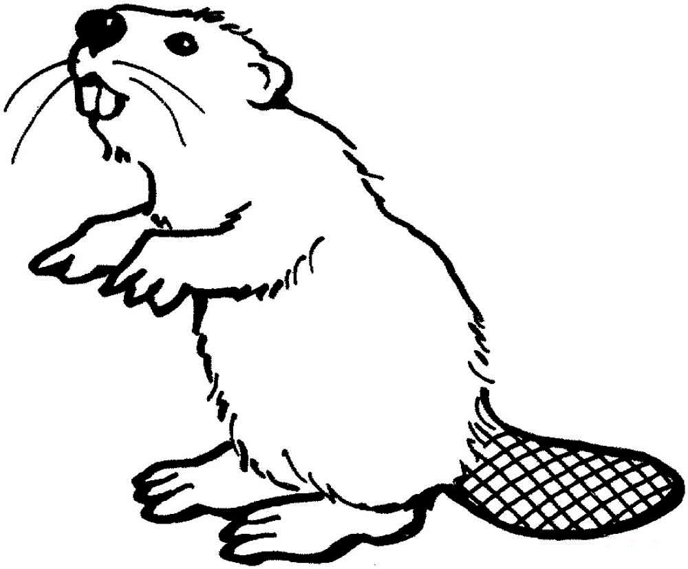 Vole drawn PNG