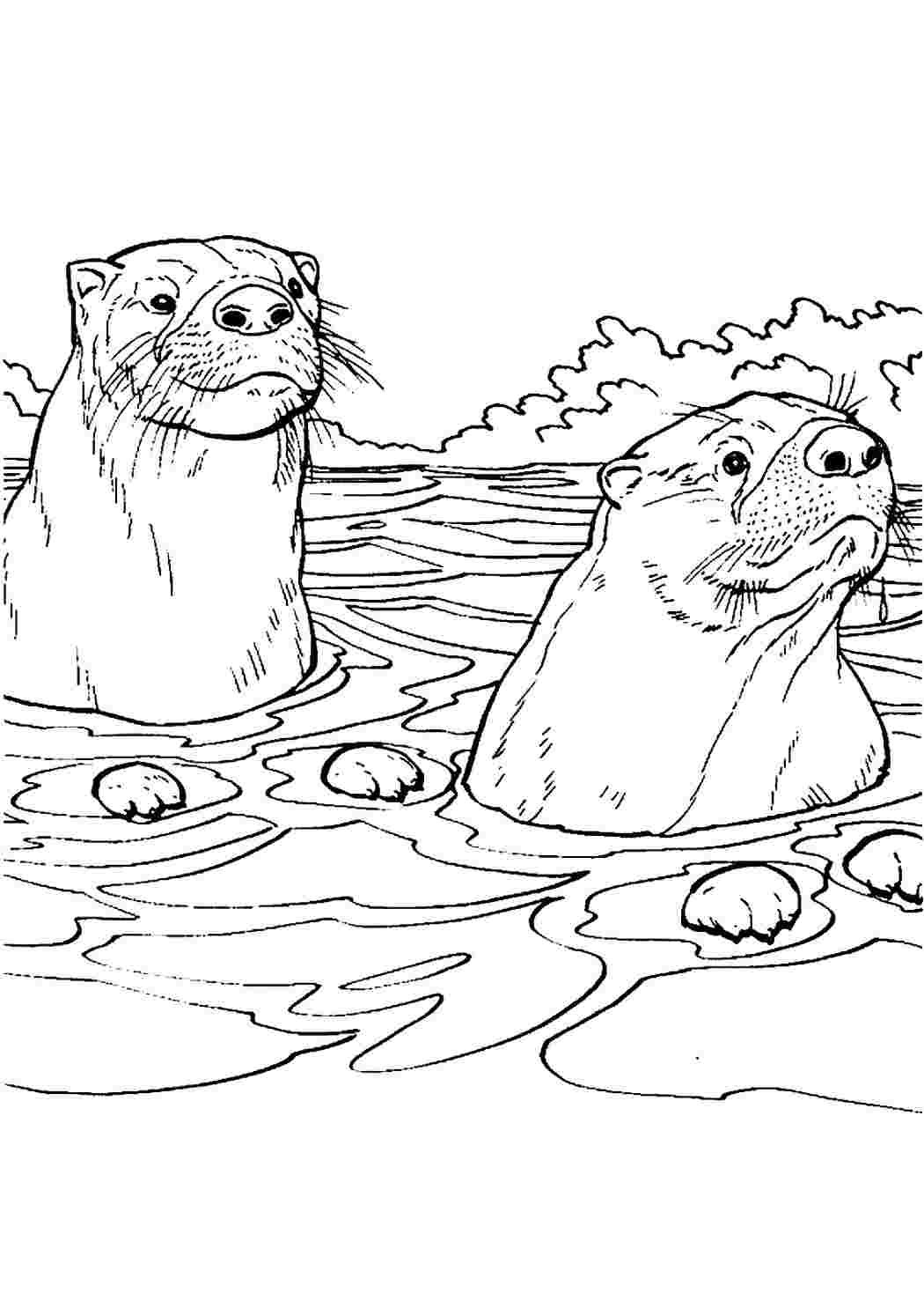 Лесной лемминг раскраска