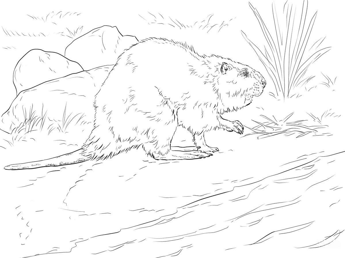 Нутрия вектор