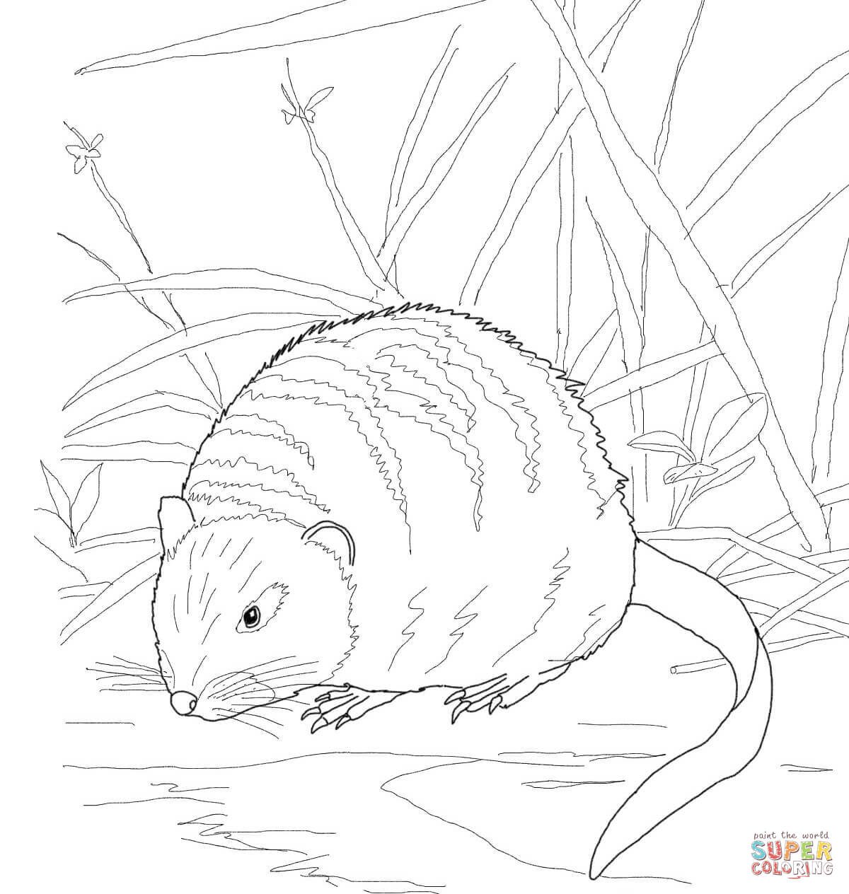 Бобер раскраска