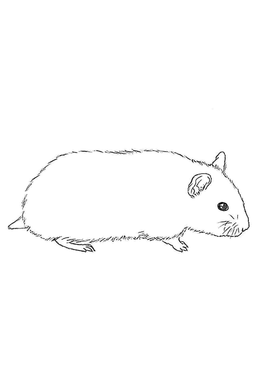 Раскраска хомяк