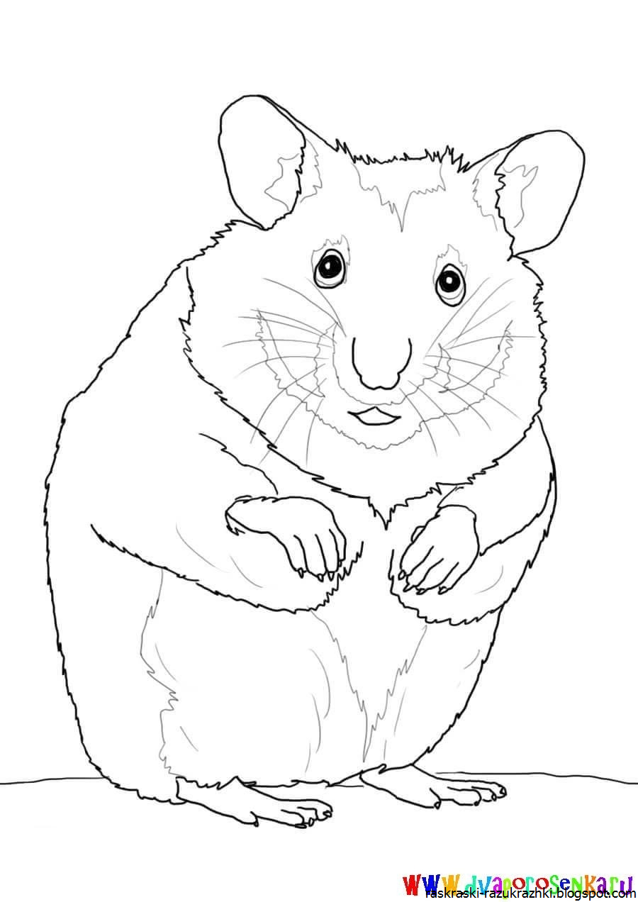 Раскраска хомяк джунгарик