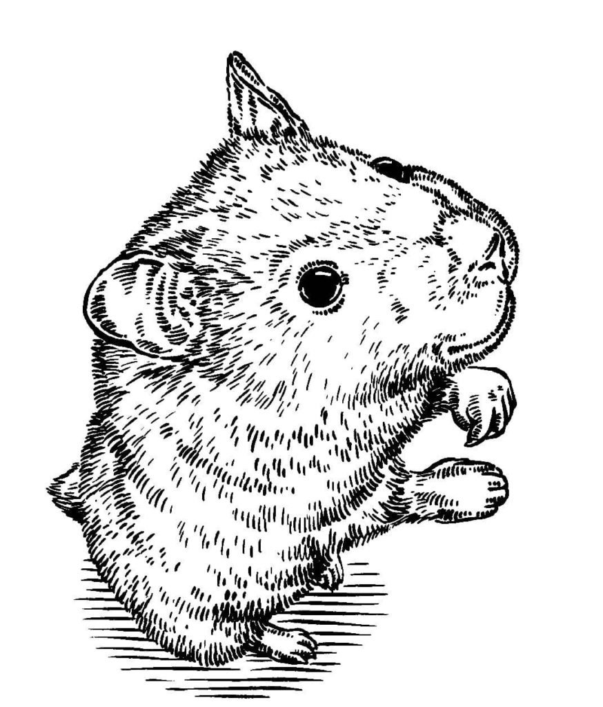 Раскраски для девочек морская Свинка