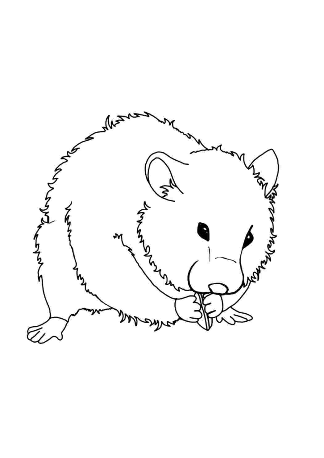 Мышь в колесе