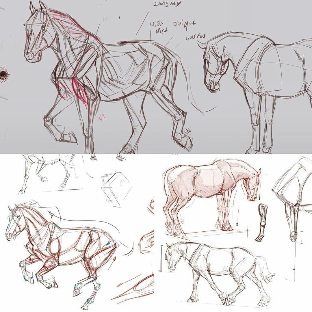 Зарисовки лошадей в движении