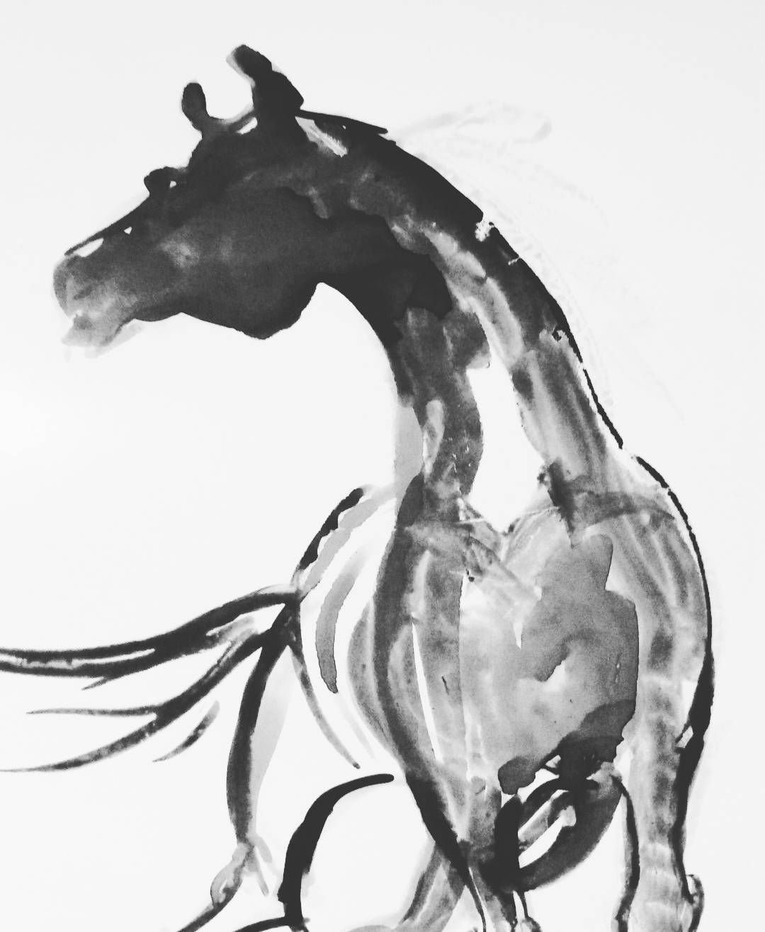 Картинки из пинтереста лошади