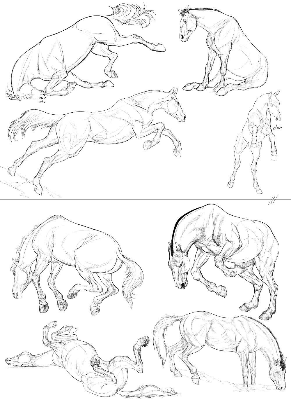 Анатомия лошади тяжеловоз референс