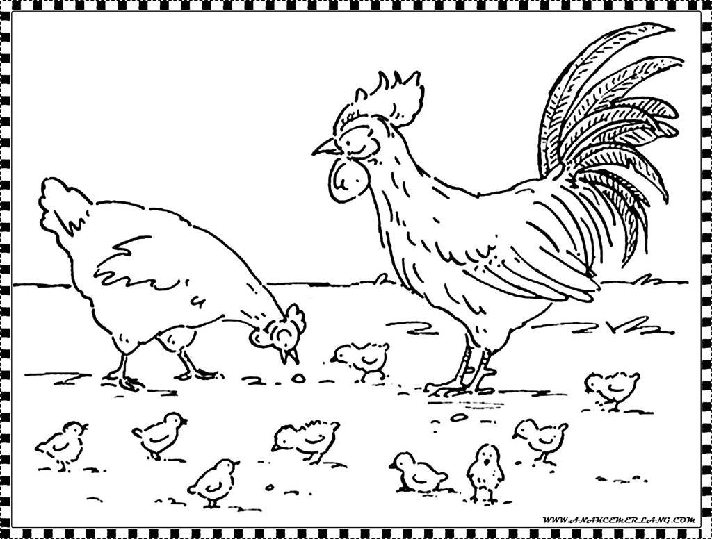 Курица и петух раскраска