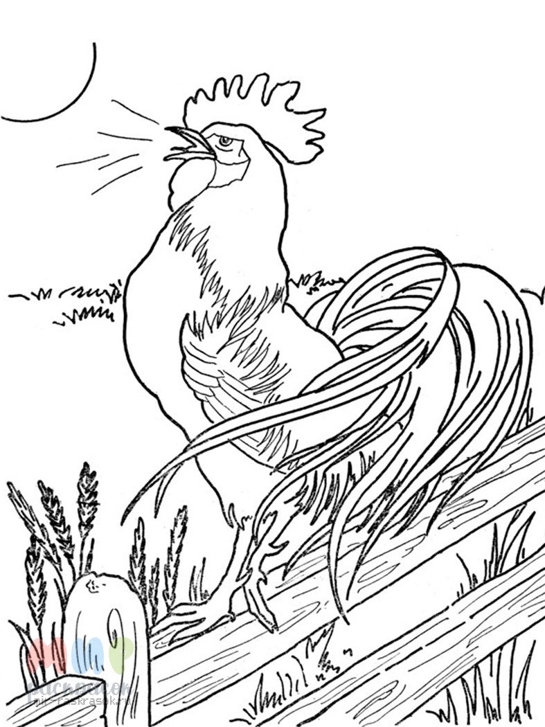 Иллюстрация к рассказу Куприна золотой петух