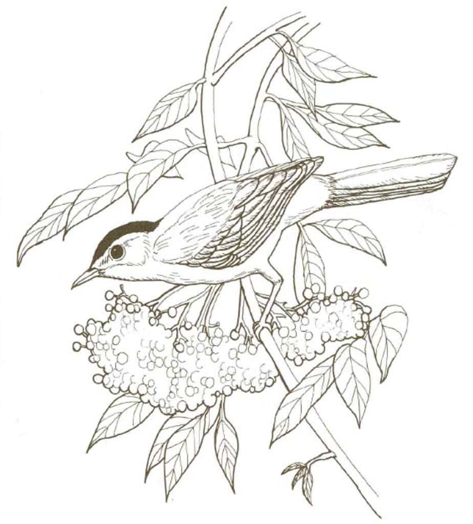 Домашние птицы. Раскраска