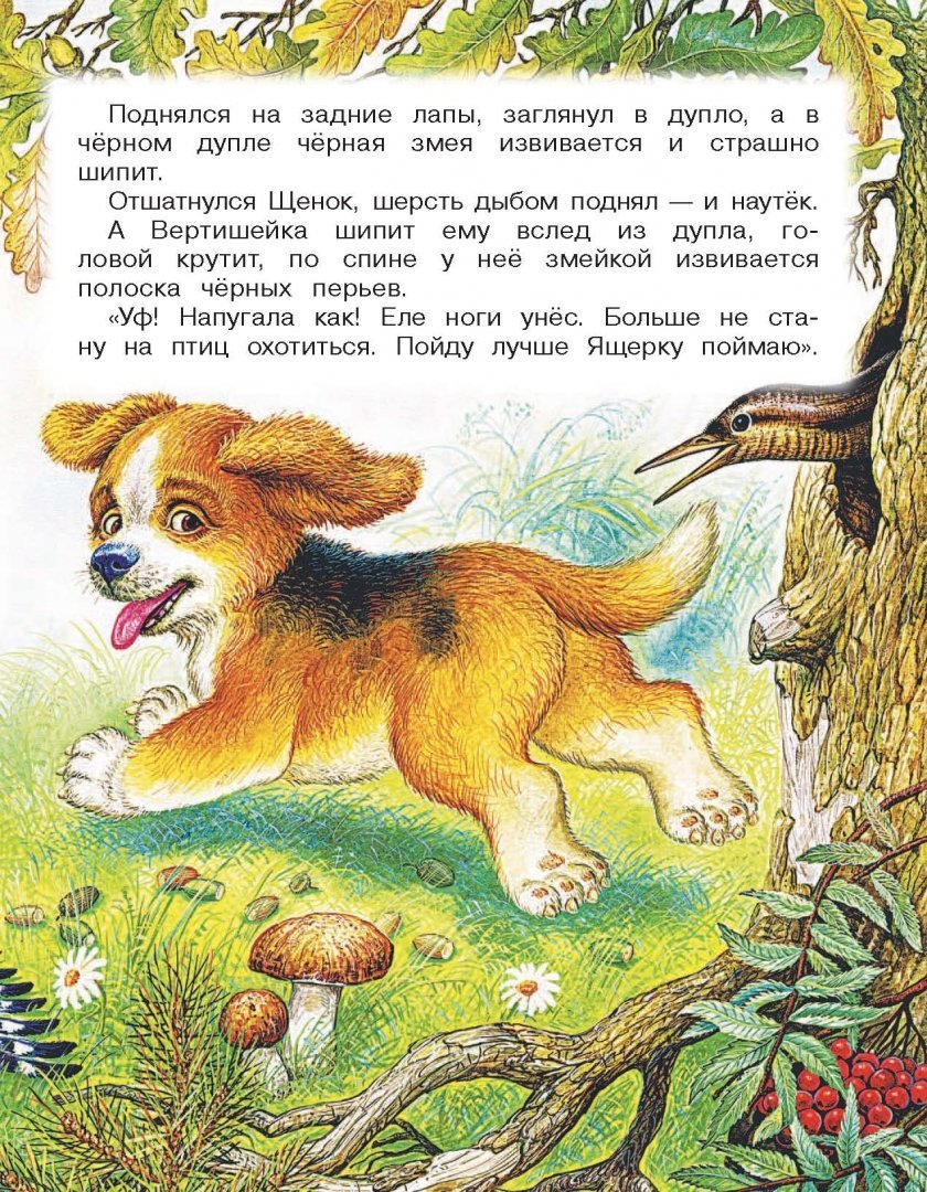 Бианки щенок