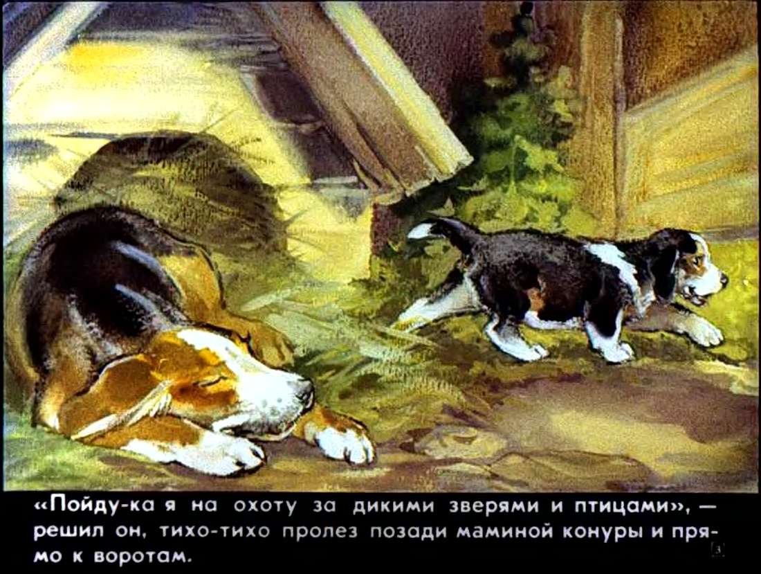 В бианки первая охота иллюстрации