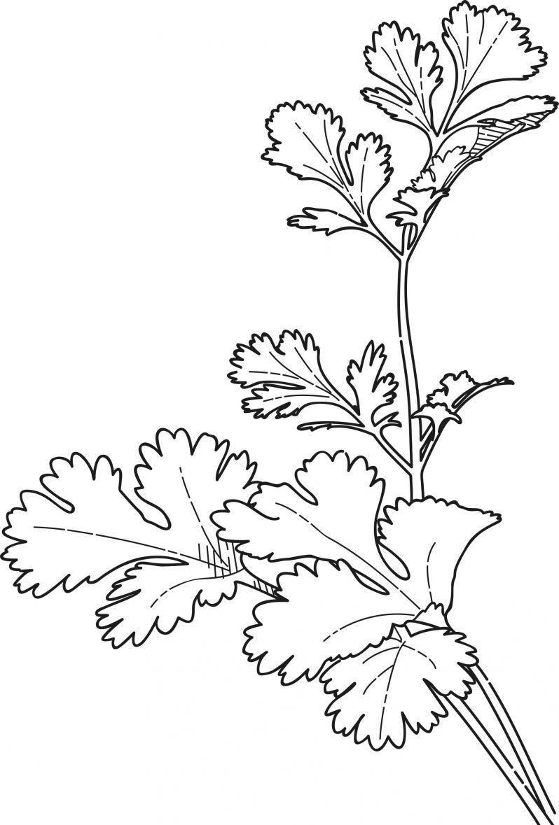 Рисунок петрушки 4 класс