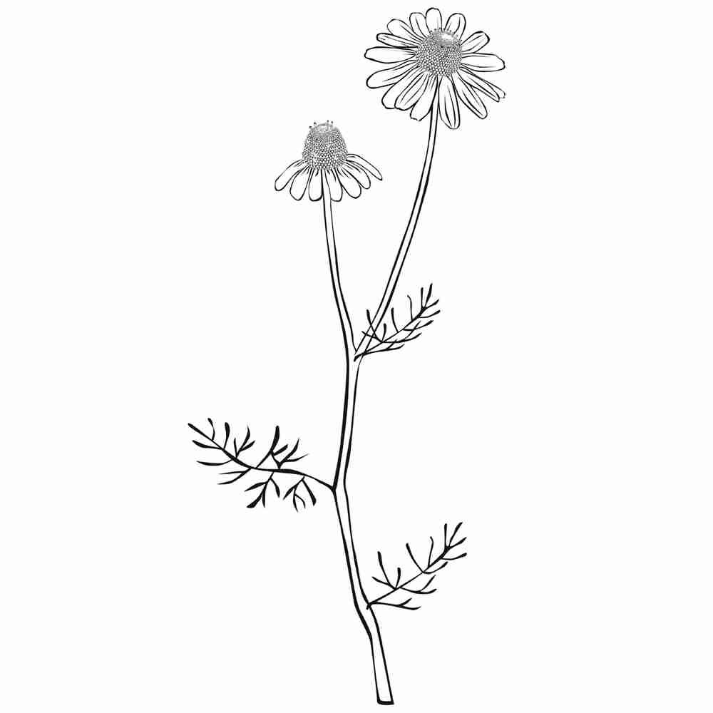 Цикорий зарисовка