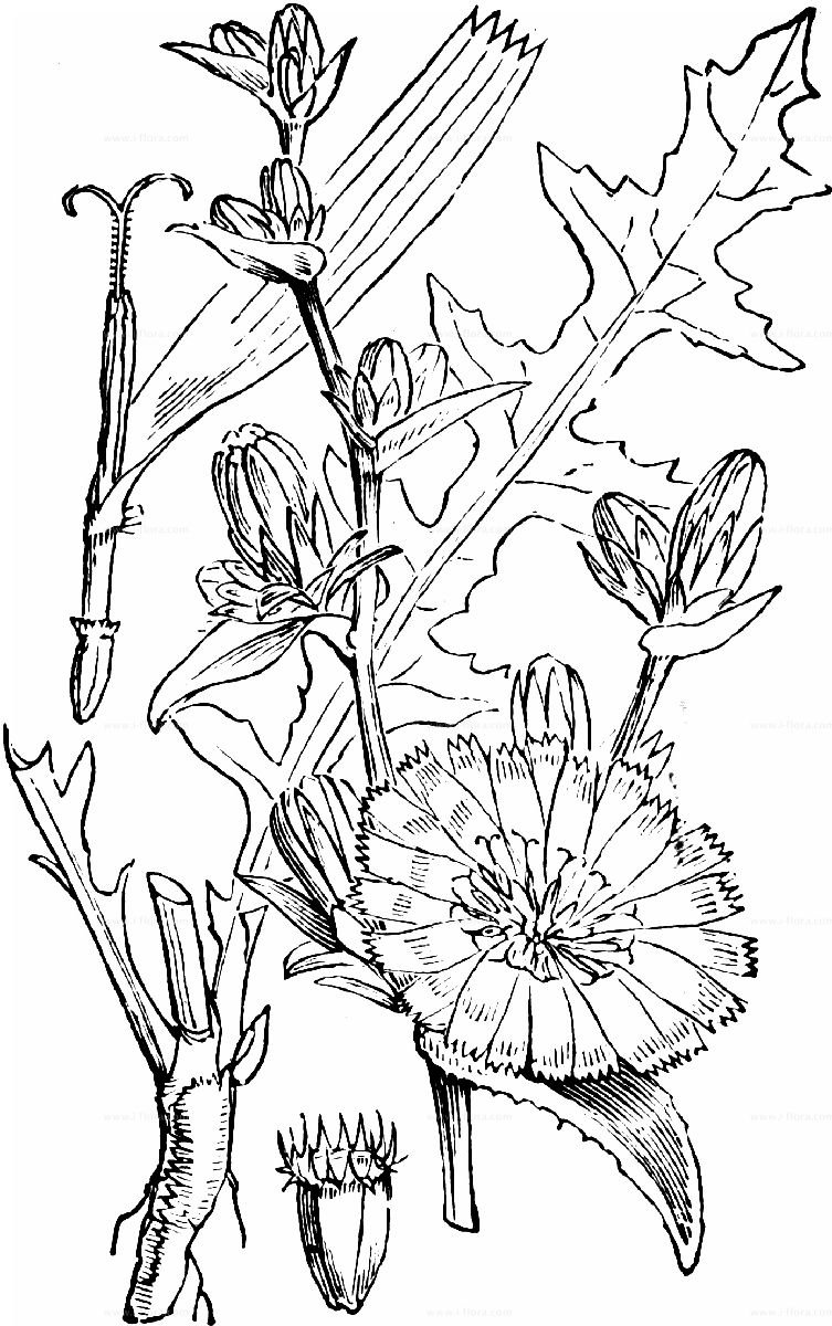 Полевые цветы в графике