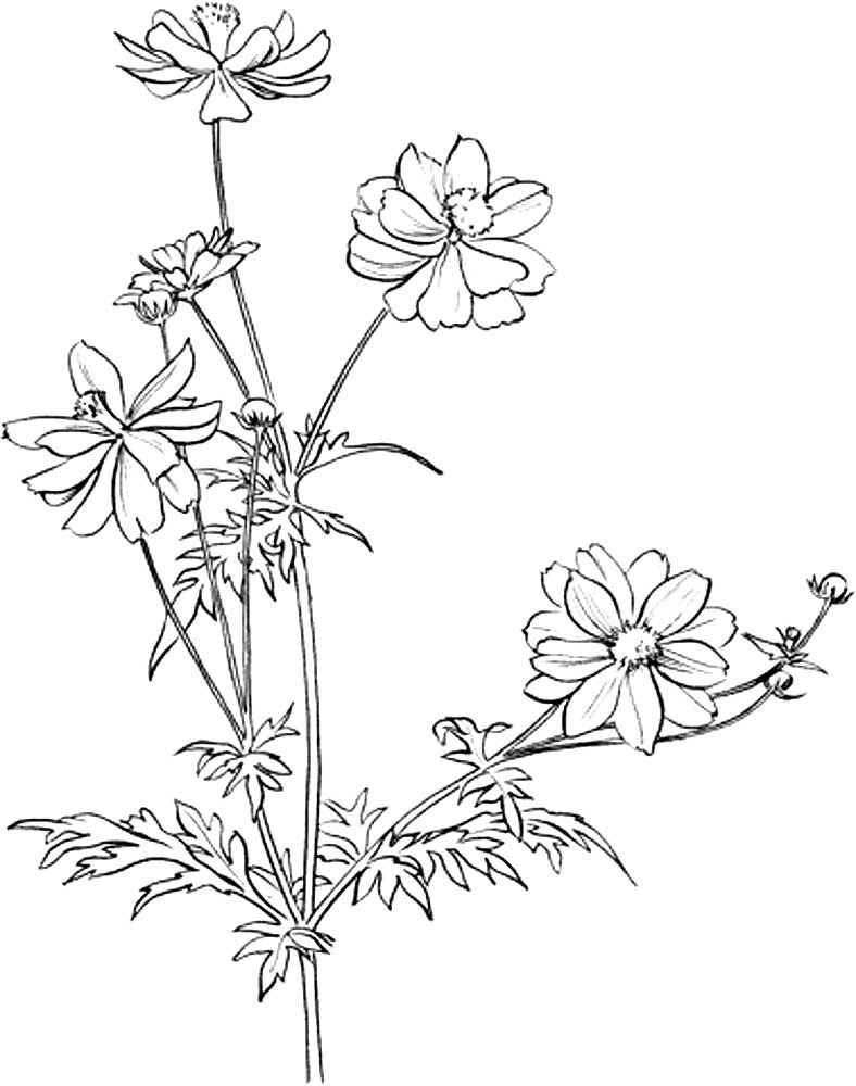 Тату полевые цветы эскизы