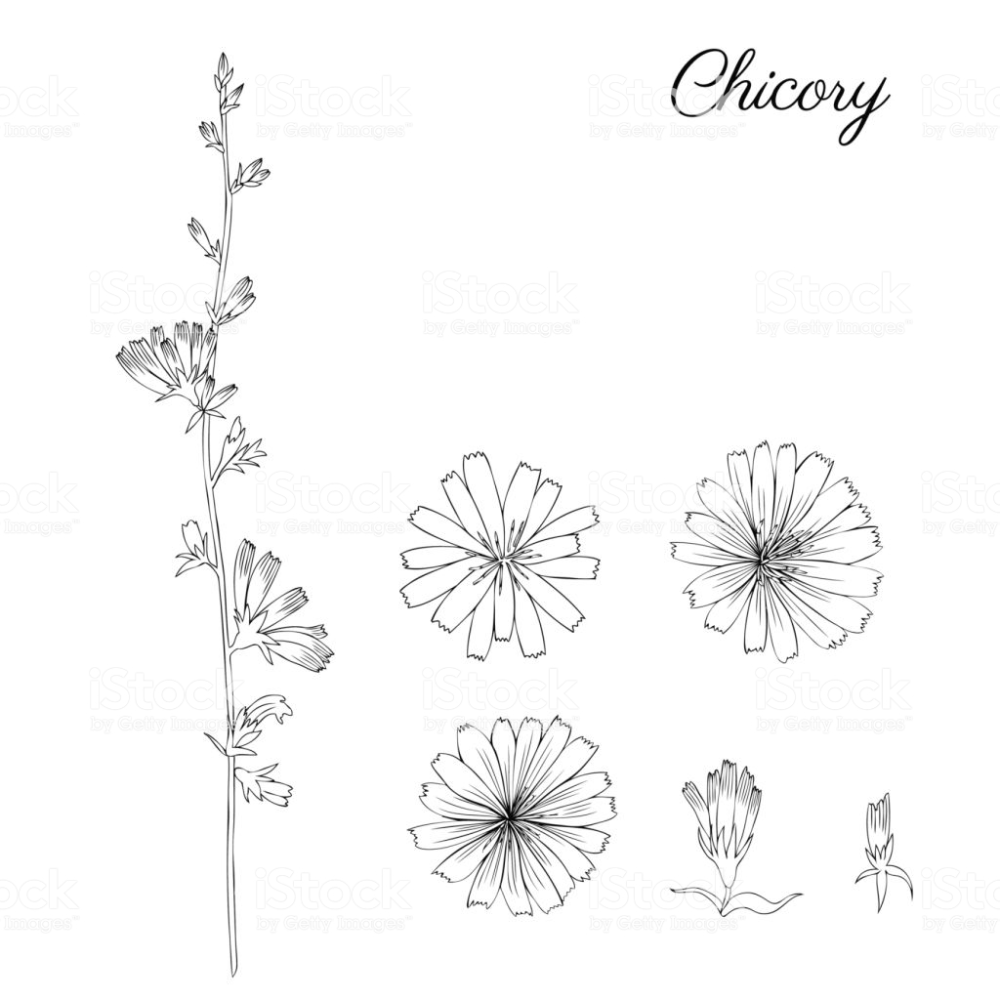 Цикорий Графика