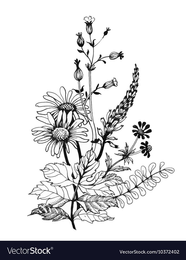 Цикорий контур