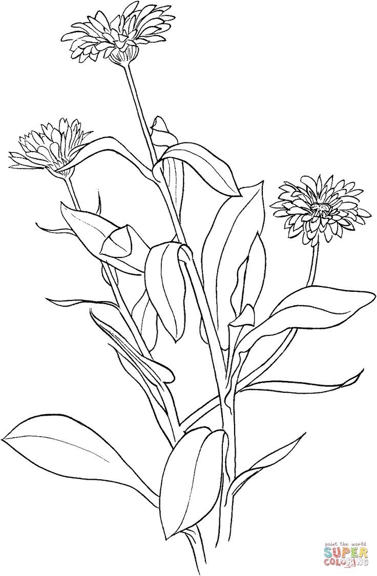 Цикорий раскраска для детей