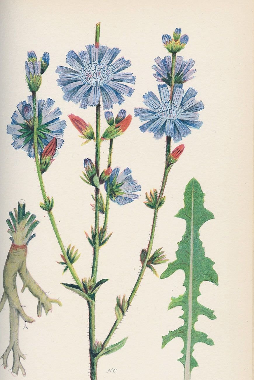 Цикорий Ботаническая иллюстрация