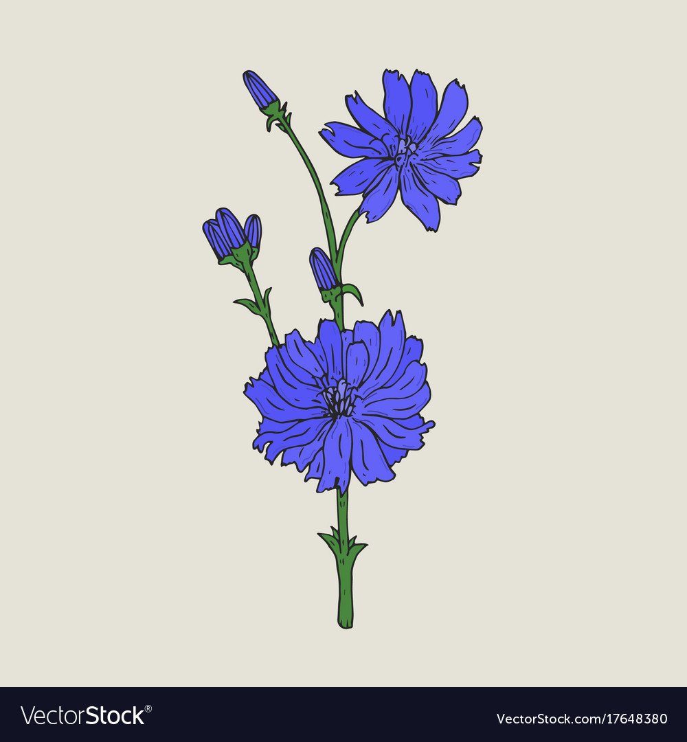 Цикорий вектор