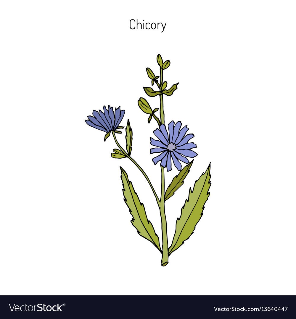 Полевые цветы эскиз Графика