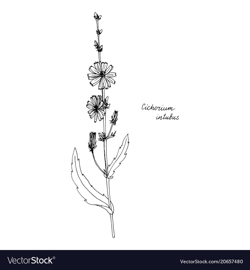 Раскраска цикорий