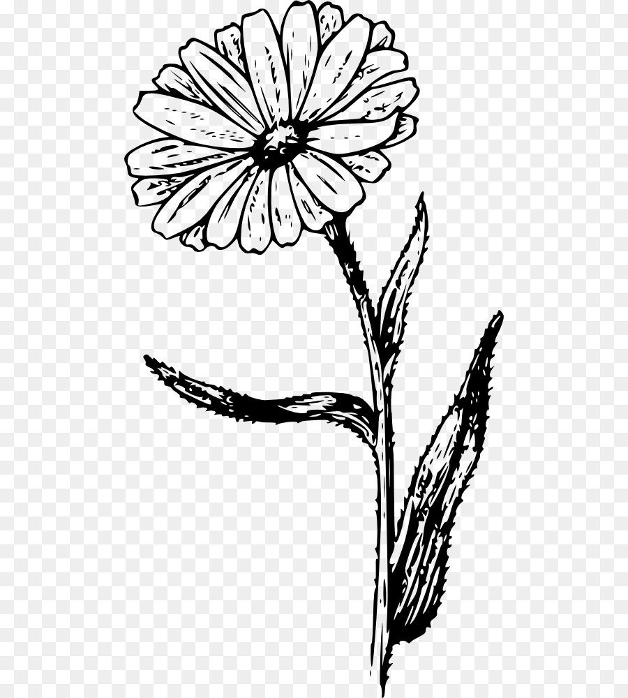 Цикорий Ботаническая иллюстрация