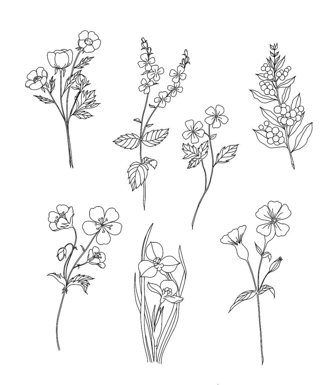 Календула рисунок карандашом