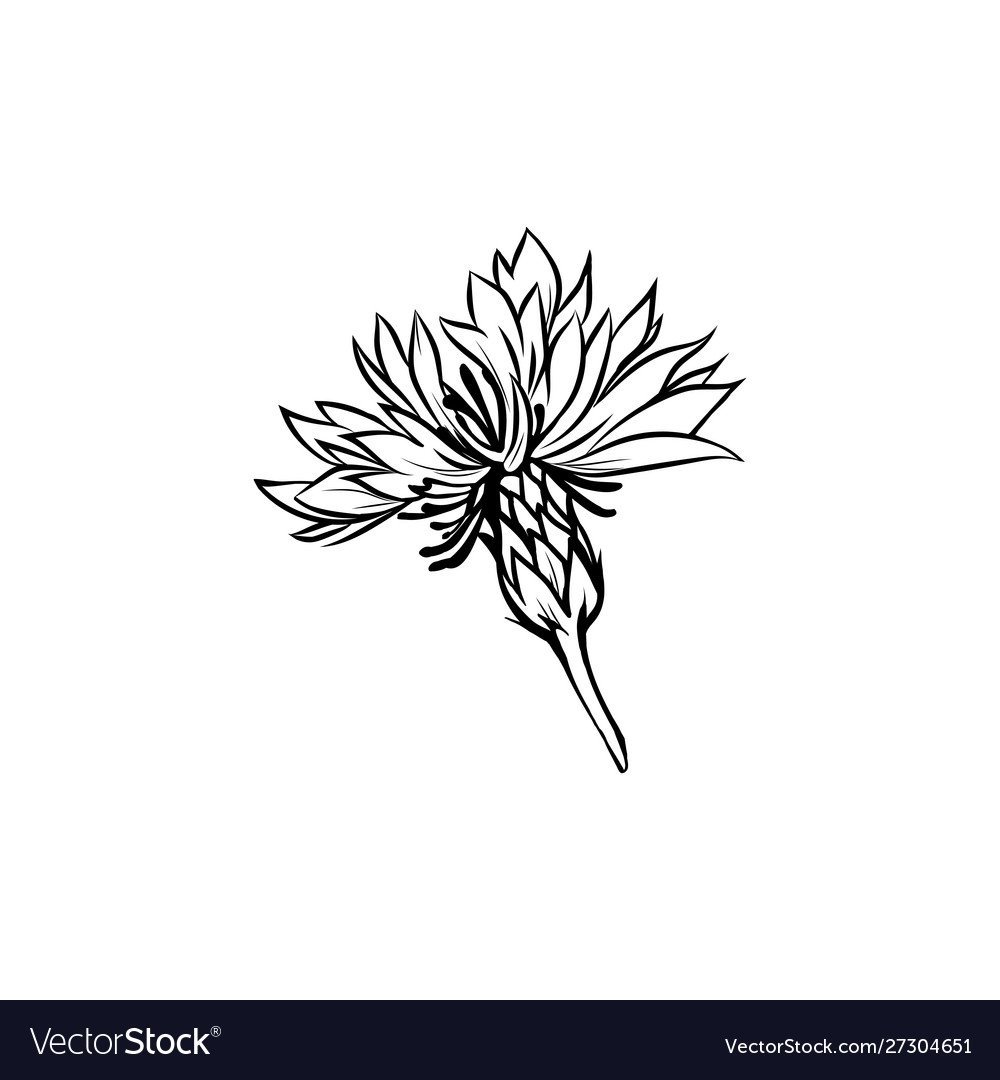 Цикорий обыкновенный