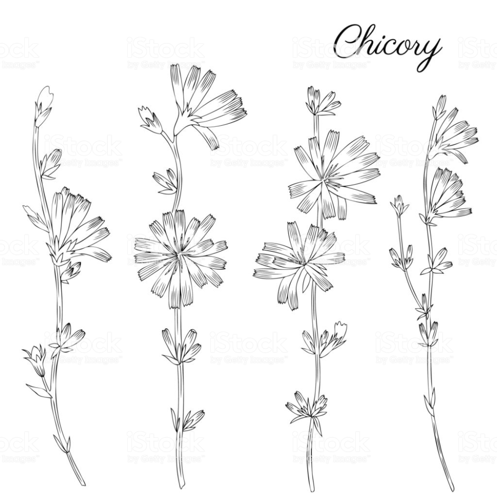 Cichorium intybus Ботаническая иллюстрация