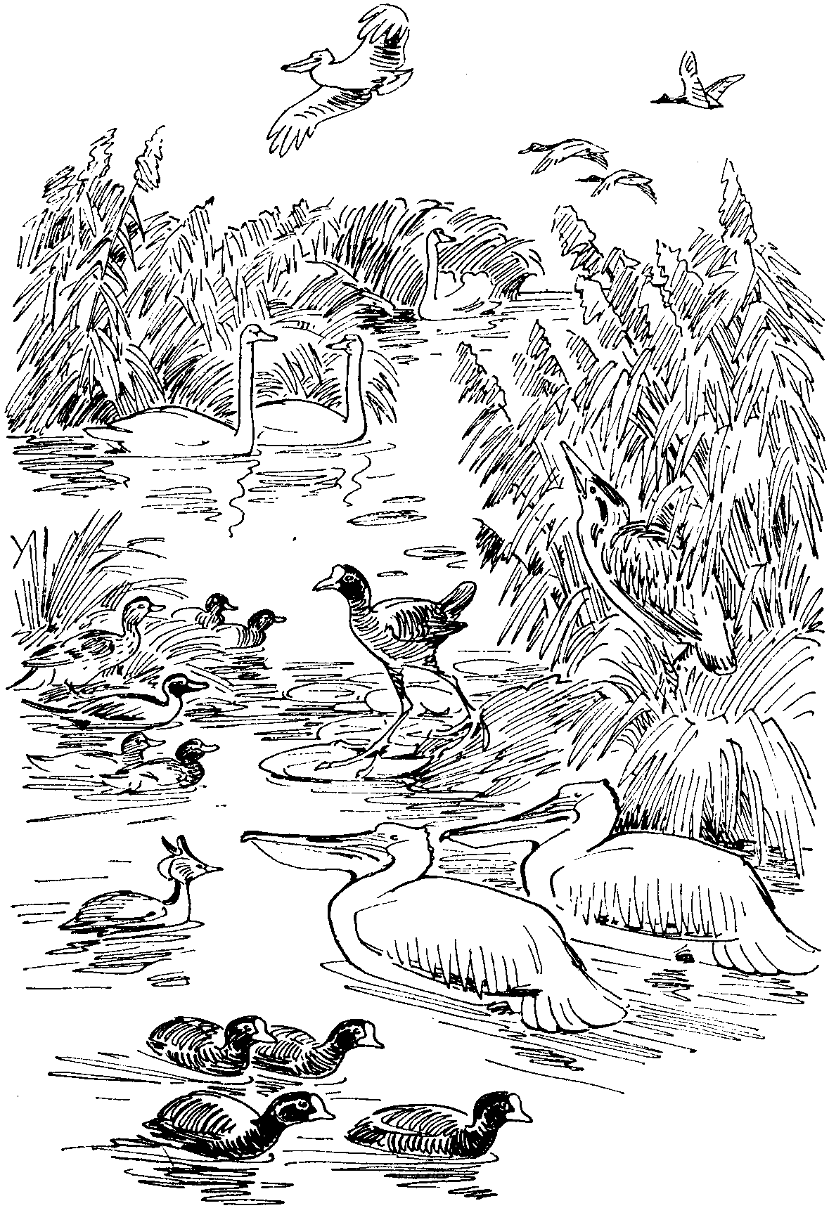 Аист и лягушка раскраска