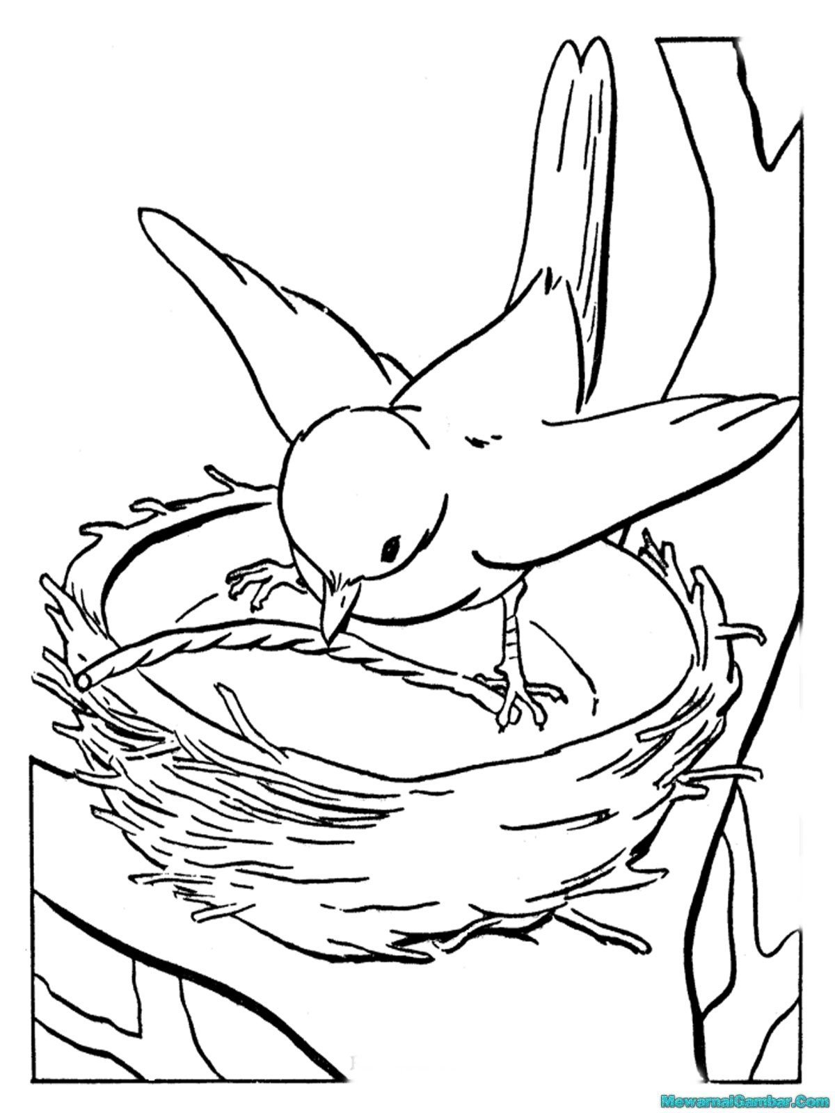 Терентий-тетерев Бианки раскраска