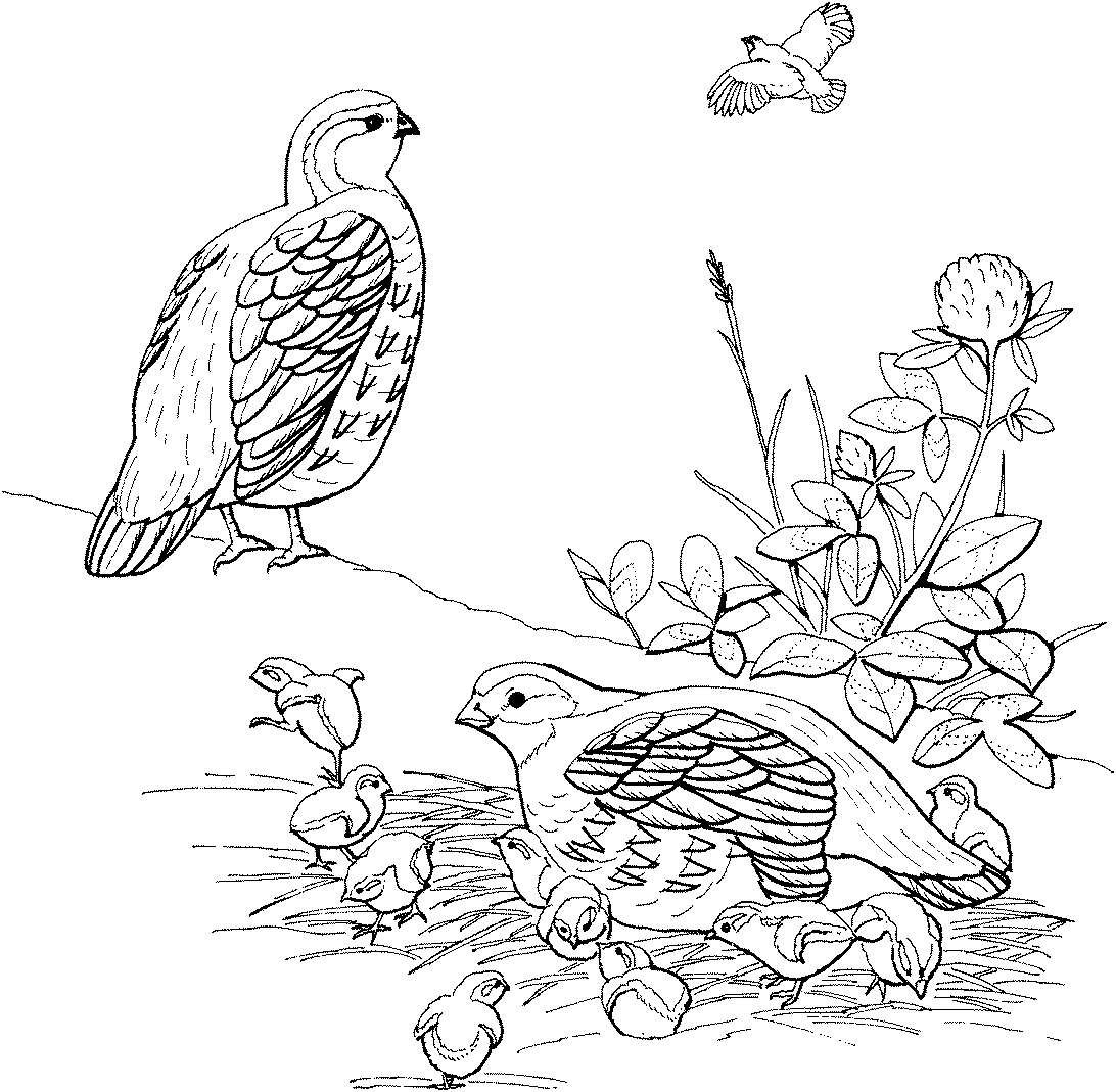 Бианки Лесные домишки раскраска