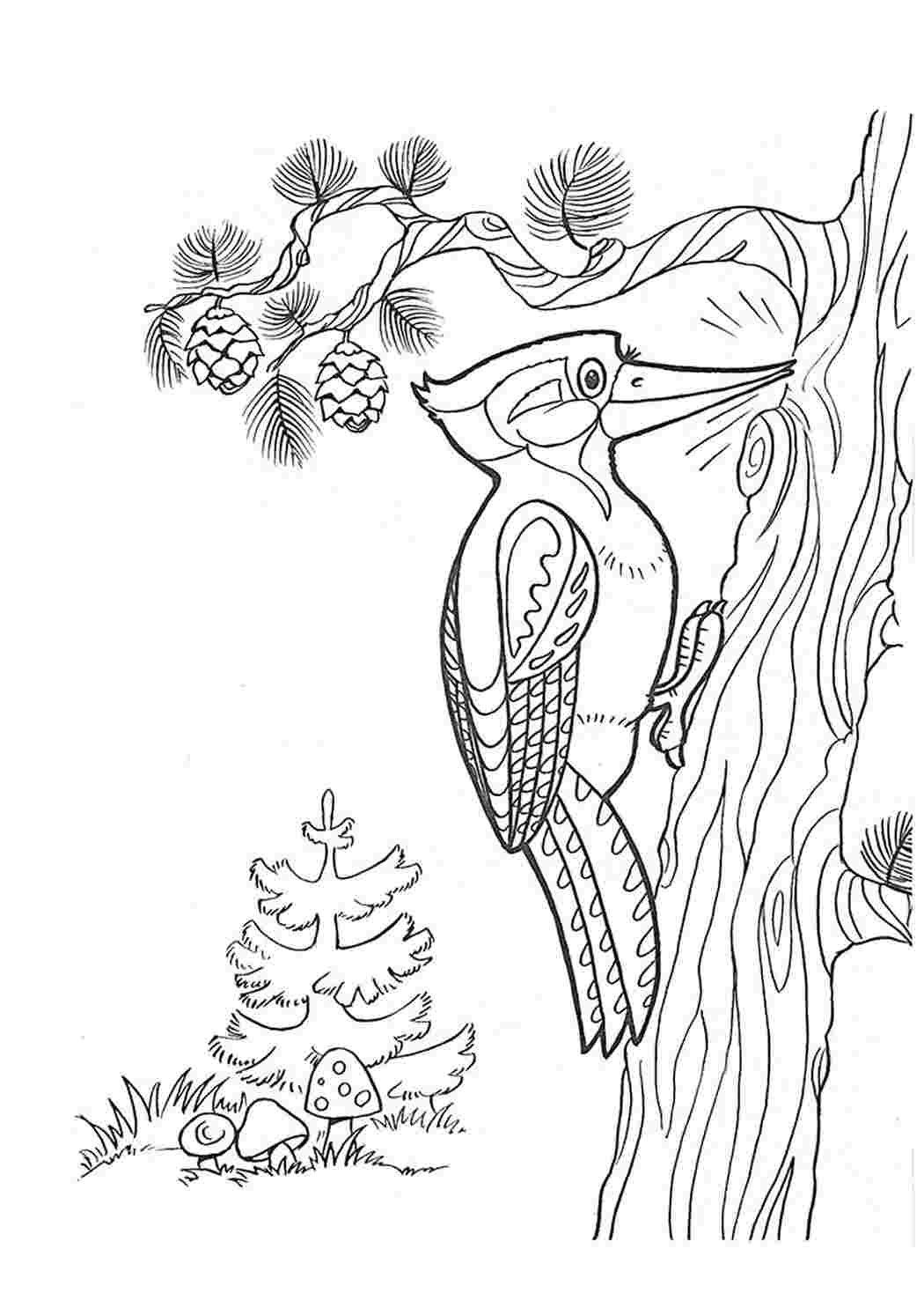 Раскраски природа и животные