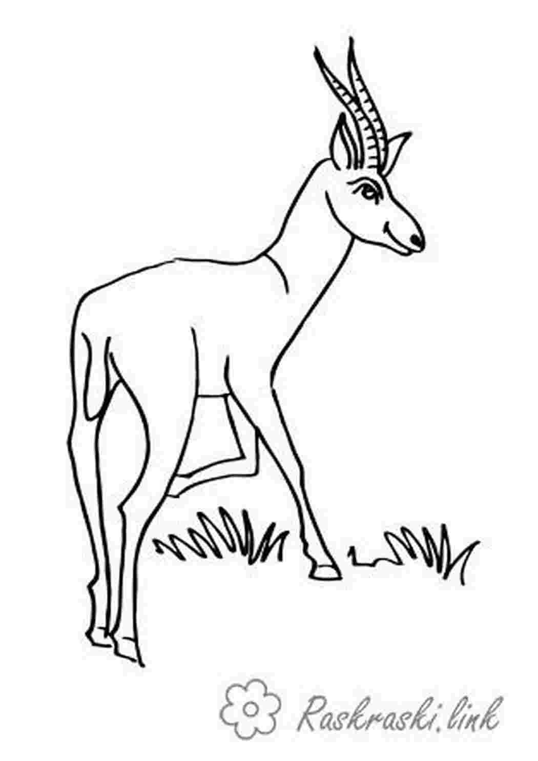 Антилопа раскраска