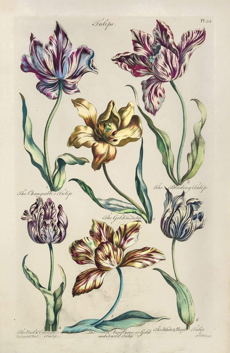 Тюльпаны ботанические иллюстрации