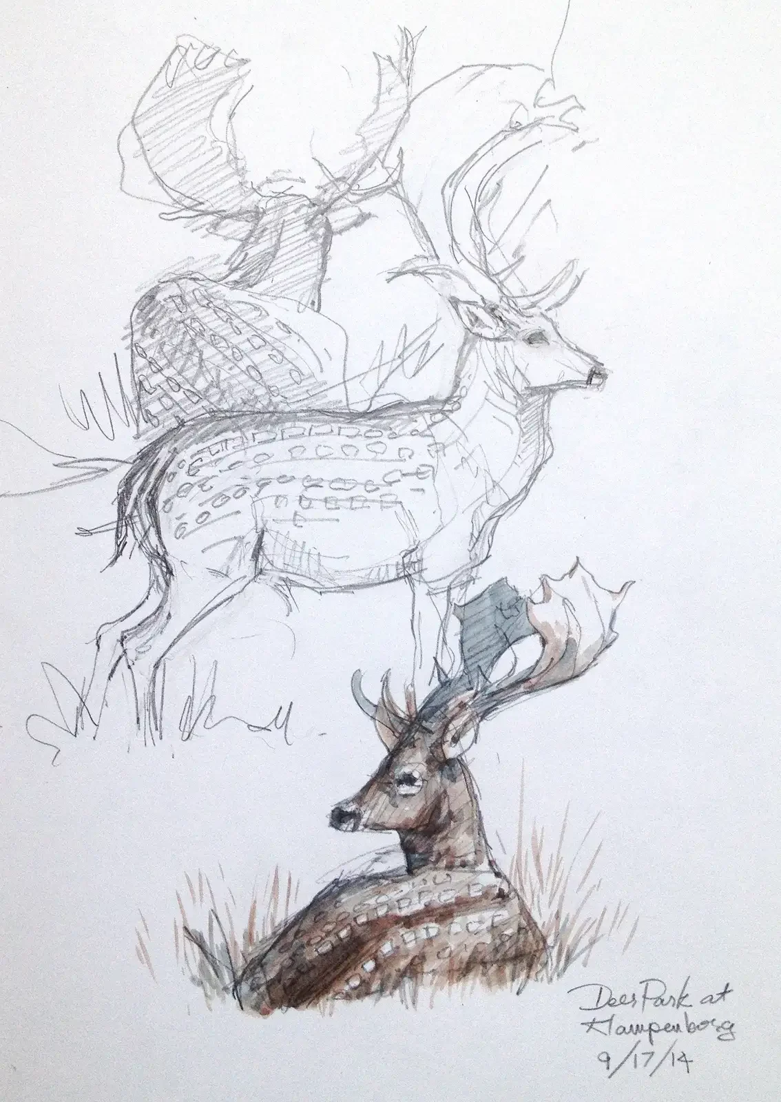 Лань рисунок