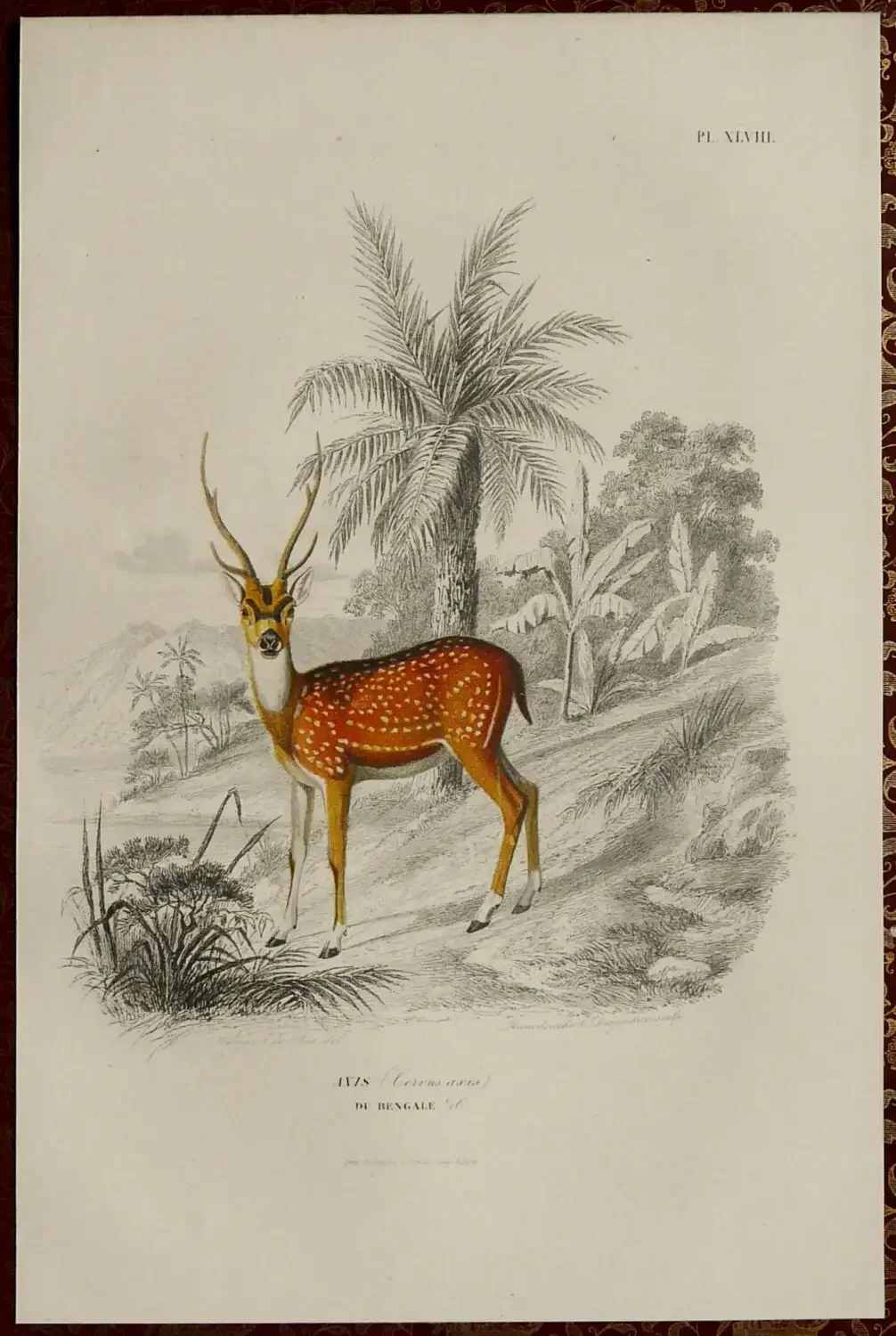 Лань древняя